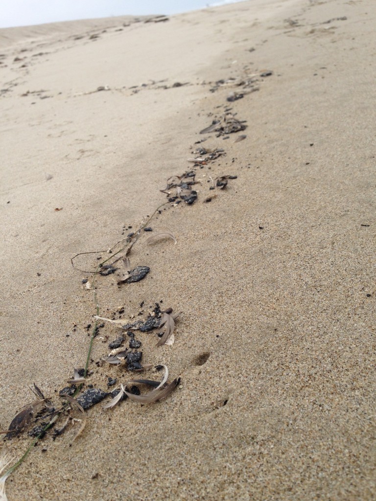 Dead sand crabs (Emerita analoga) at McGrath State Beach tar ball stand line which formed on May 29, 2015.