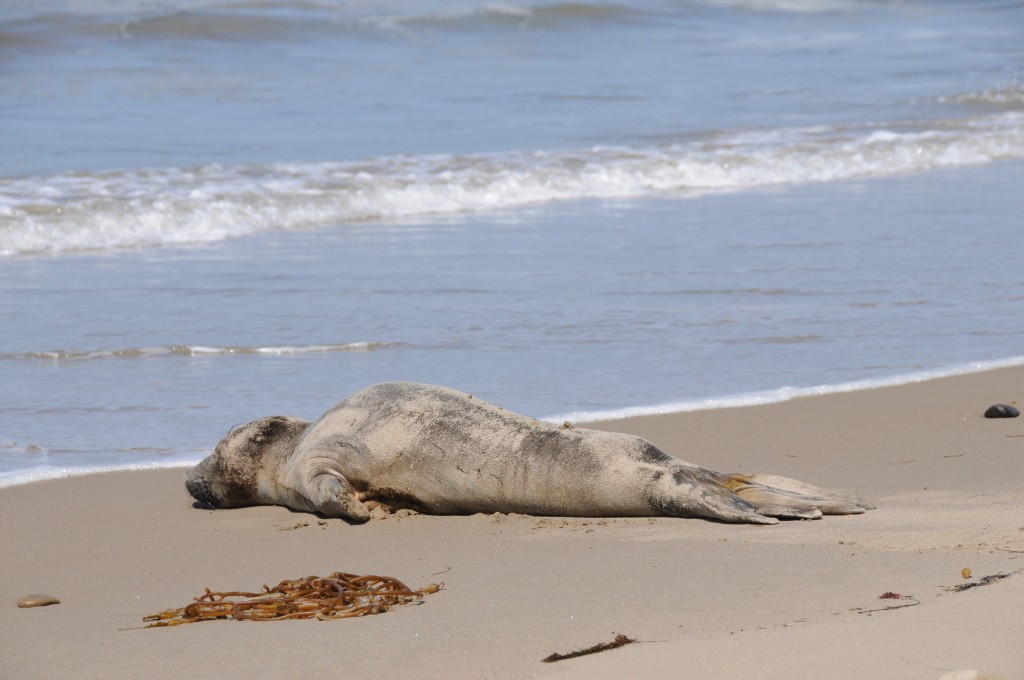 Northern elephant seal juvenile El Capitan State Beach 05-20-15b