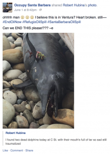 Facebook posting of dead dolphin in Ventura in the wake of the Refugio Oil Spill. 