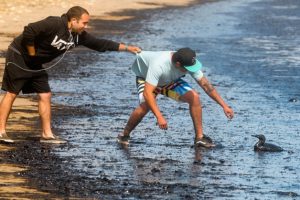 Derek Fisher holds onto the shirt of Steven Botello as he tries to reach out to help and oil soaked bird that washed ashore on Tuesday at Refugio Beach Campground. A large oil spill coated the beach and surrounding coastline. image: Lara Cooper/Noozhawk.