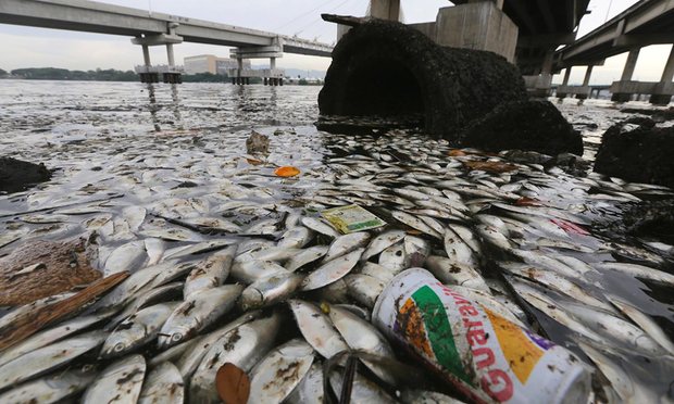 Dead fish float on the edge of Guanabara Bay, a part of which is the Rio 2016 Olympic Games sailing venue. The polluted bay receives a majority of the city’s raw sewage and officials have recently admitted their cleanup goals won’t be met in time for the Olympics. Photograph: Mario Tama/Getty Images